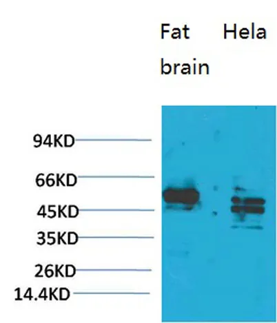 CXCR4 rabbit pAb - image 1