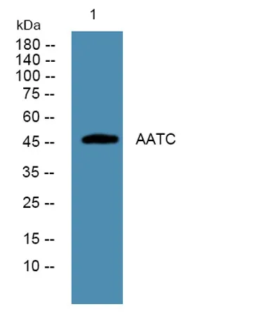 AATC rabbit pAb