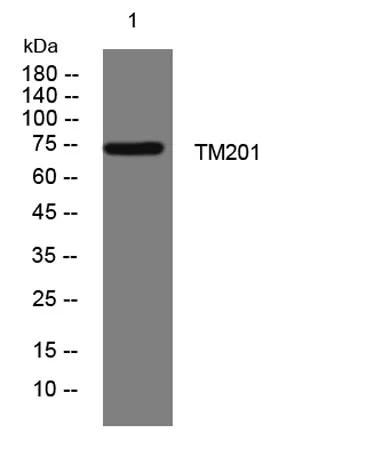 TM201 rabbit pAb