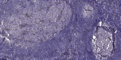 Kininogen 1 Rabbit rabbit pAb - image 1