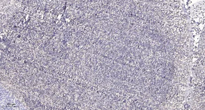 Cyclin T2 rabbit pAb - image 1