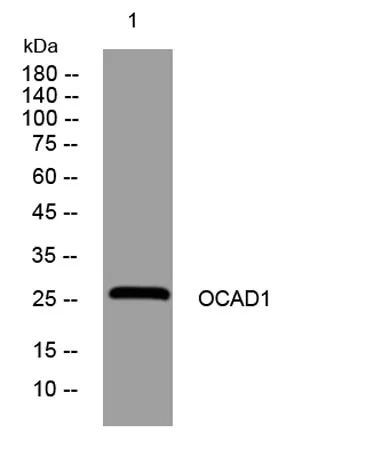 OCAD1 rabbit pAb