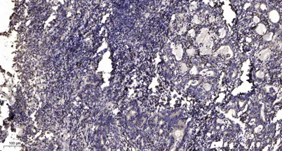 Stat5a (Acetyl Lys84) rabbit pAb - image 1