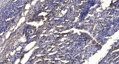 SIRT1 (GlcNAc D548) rabbit pAb - image 1