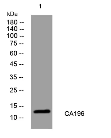 CA196 rabbit pAb