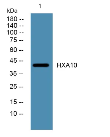 HXA10 rabbit pAb
