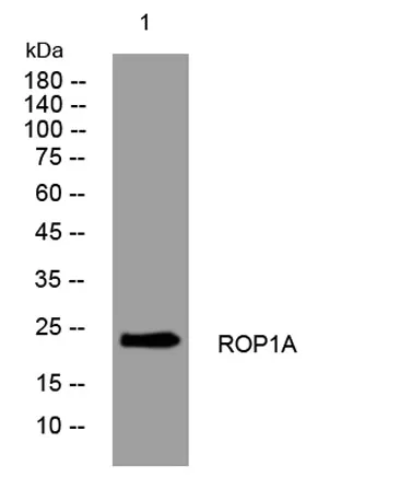 ROP1A rabbit pAb