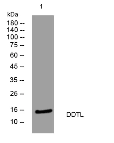 DDTL rabbit pAb