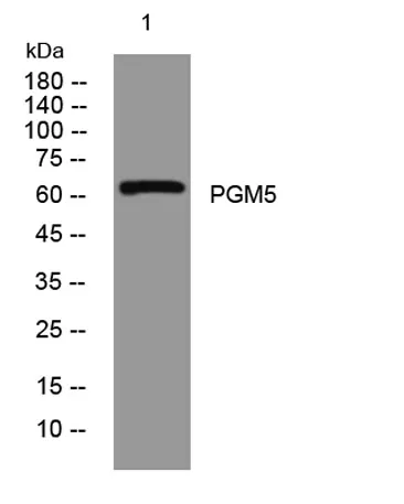 PGM5 rabbit pAb - image 1