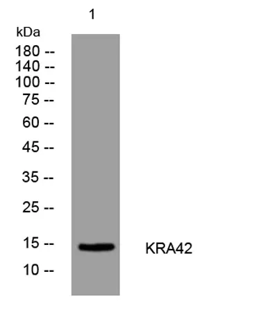 KRA42 rabbit pAb
