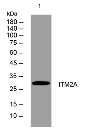 ITM2A rabbit pAb - image 1