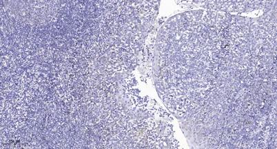 PROC (light chain, Cleaved-Leu179) rabbit pAb - image 1
