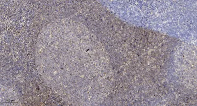 Proteasome α3 rabbit pAb - image 1