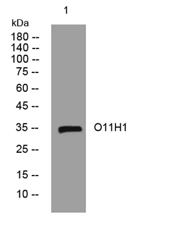 O11H1 rabbit pAb