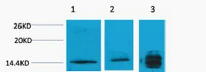 Histone H3 (Tri Methyl Lys4) rabbit pAb - image 1