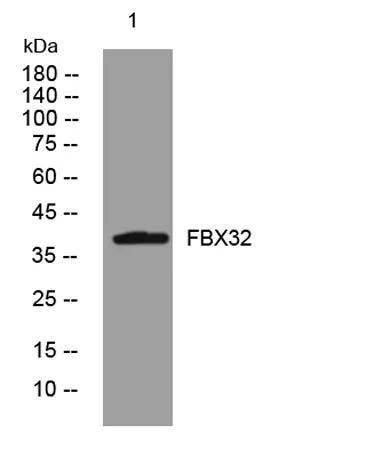 FBX32 rabbit pAb - image 1