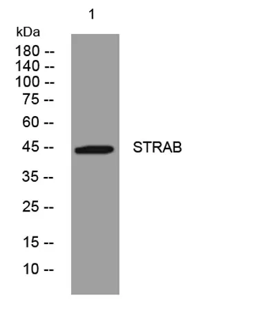 STRAB rabbit pAb