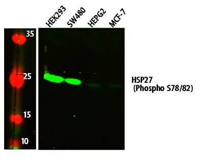 HSP27 (Phospho S78/82) rabbit pAb - image 1