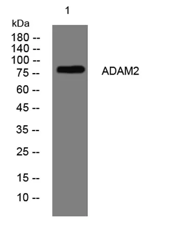 ADAM2 rabbit pAb - image 1