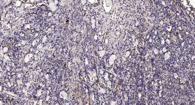 Thyroperoxidase rabbit pAb