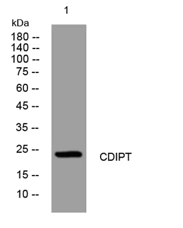 CDIPT rabbit pAb - image 1