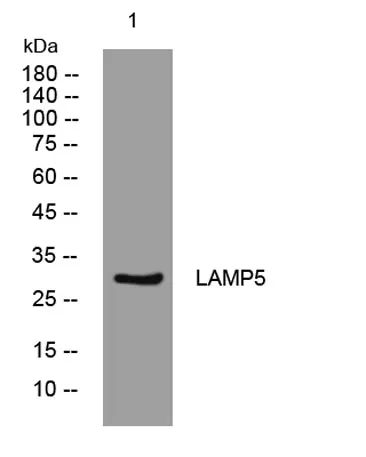 LAMP5 rabbit pAb - image 1