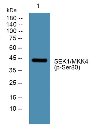 SEK1/MKK4 (phospho-Ser80) rabbit pAb - image 1