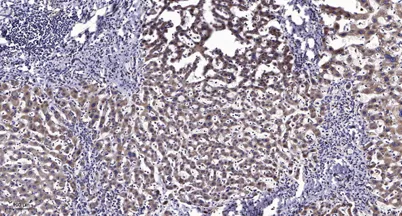 MCFD2 (Cleaved-Glu27) rabbit pAb - image 1