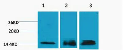 Histone H3 (Tri Methyl Lys36) rabbit pAb - image 1