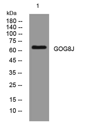 GOG8J rabbit pAb