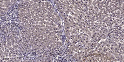 MyoD (Acetyl Lys99/K102) rabbit pAb - image 1