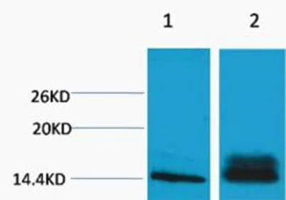 Histone H3 (Di Methyl Lys14) rabbit pAb - image 1