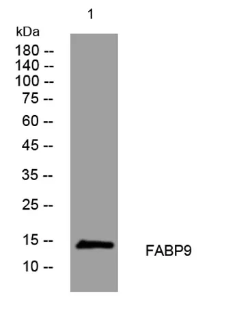 FABP9 rabbit pAb