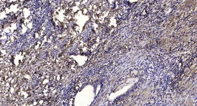 KR121 rabbit pAb - image 1