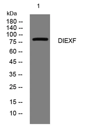 DIEXF rabbit pAb