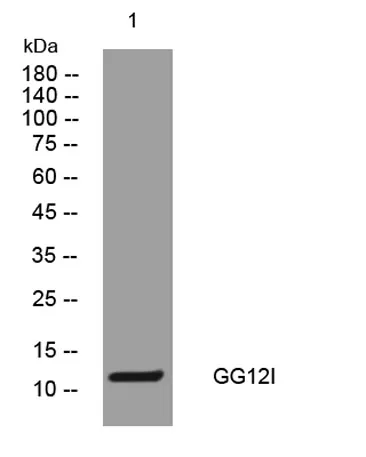 GG12I rabbit pAb