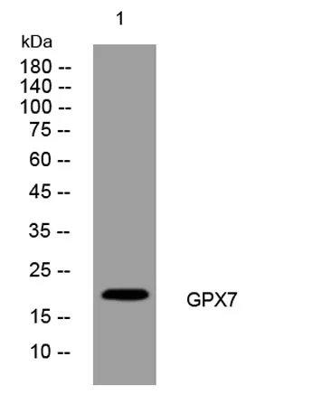 GPX7 rabbit pAb - image 1