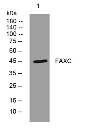 FAXC rabbit pAb