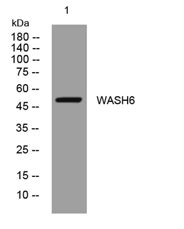 WASH6 rabbit pAb