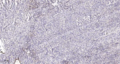 PERM (light chain, Cleaved-Gly278) rabbit pAb - image 1
