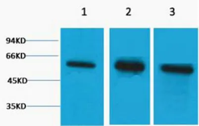 β Tubulin rabbit pAb