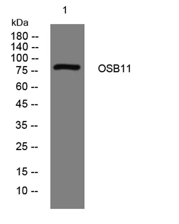OSB11 rabbit pAb - image 1