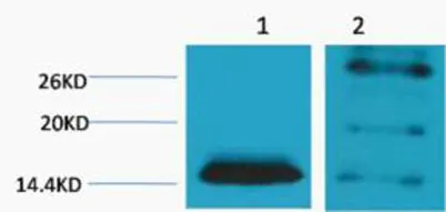 Histone H2B (Di Methyl Lys5) rabbit pAb - image 1