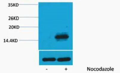 Histone H3 (Phospho Thr6) rabbit pAb - image 1