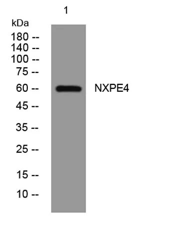 NXPE4 rabbit pAb