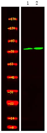 Calpain 2 (Phospho Ser50) rabbit pAb