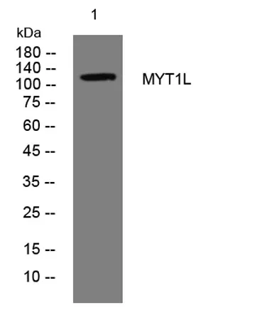 MYT1L rabbit pAb - image 1