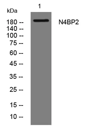 N4BP2 rabbit pAb - image 1