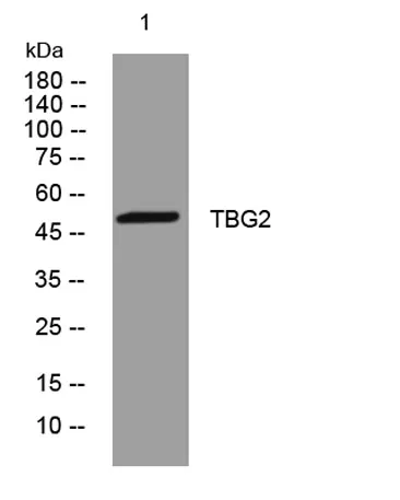 TBG2 rabbit pAb