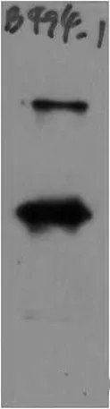 SARS-COV-2 Spike Protein Rabbit pAb - image 1